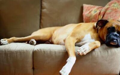 Per gli amanti degli animali: alcuni consigli per una casa a prova di cucciolo!