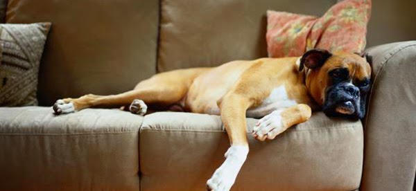 Per gli amanti degli animali: alcuni consigli per una casa a prova di cucciolo!